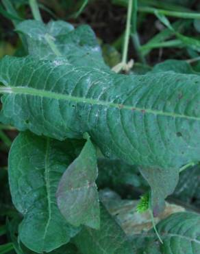 Fotografia 9 da espécie Rumex pulcher subesp. pulcher no Jardim Botânico UTAD