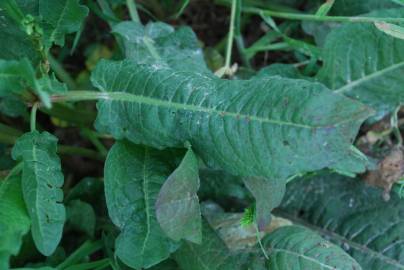 Fotografia da espécie Rumex pulcher subesp. pulcher