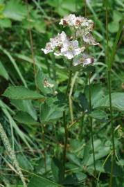 Fotografia da espécie Rubus canescens