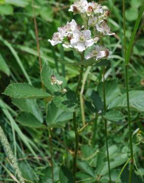 Fotografia 5 da espécie Rubus canescens no Jardim Botânico UTAD