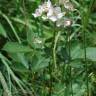 Fotografia 5 da espécie Rubus canescens do Jardim Botânico UTAD