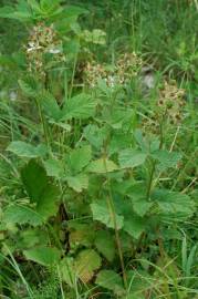 Fotografia da espécie Rubus canescens