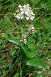 Fotografia da espécie Rubus canescens