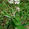 Fotografia 7 da espécie Rubus canescens do Jardim Botânico UTAD