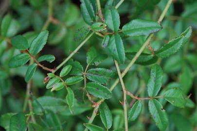 Fotografia da espécie Rosa sempervirens