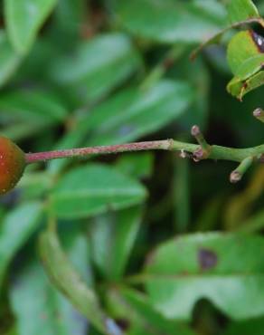 Fotografia 5 da espécie Rosa sempervirens no Jardim Botânico UTAD