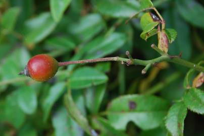 Fotografia da espécie Rosa sempervirens