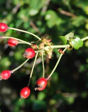 Fotografia 8 da espécie Rosa sempervirens no Jardim Botânico UTAD