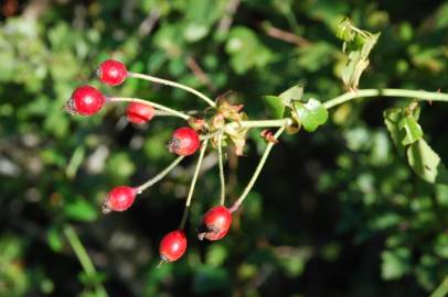 Fotografia da espécie Rosa sempervirens