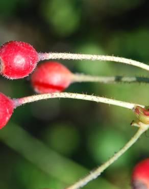 Fotografia 9 da espécie Rosa sempervirens no Jardim Botânico UTAD