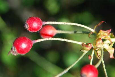 Fotografia da espécie Rosa sempervirens