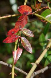 Fotografia da espécie Rosa sempervirens