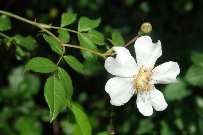 Fotografia da espécie Rosa sempervirens