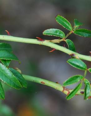 Fotografia 12 da espécie Rosa sempervirens no Jardim Botânico UTAD