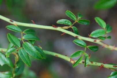 Fotografia da espécie Rosa sempervirens