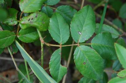 Fotografia da espécie Rosa sempervirens