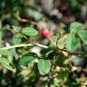 Fotografia 14 da espécie Rosa sempervirens do Jardim Botânico UTAD