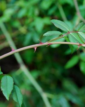 Fotografia 17 da espécie Rosa sempervirens no Jardim Botânico UTAD