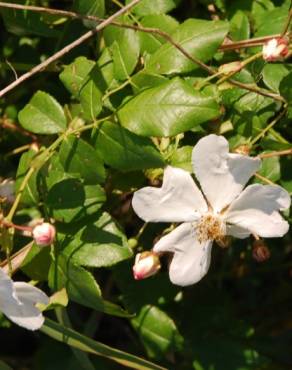 Fotografia 18 da espécie Rosa sempervirens no Jardim Botânico UTAD