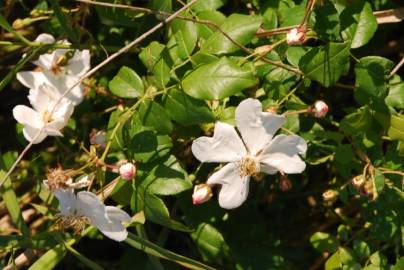 Fotografia da espécie Rosa sempervirens