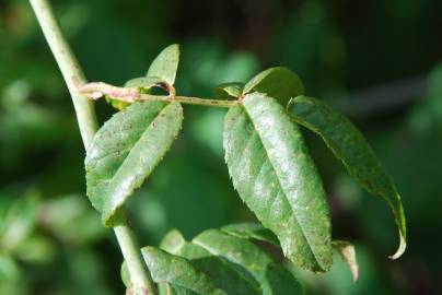 Fotografia da espécie Rosa sempervirens