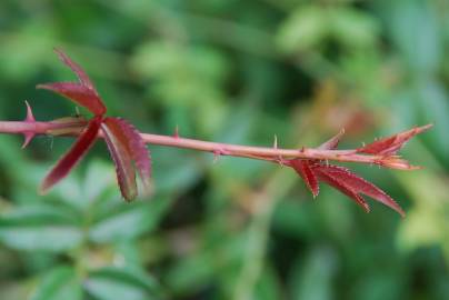 Fotografia da espécie Rosa sempervirens