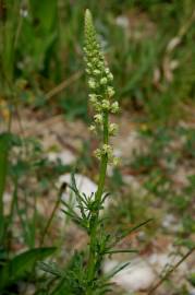 Fotografia da espécie Reseda lutea subesp. lutea