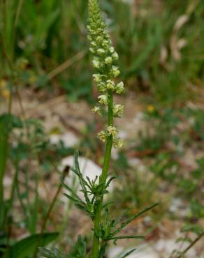 Fotografia 3 da espécie Reseda lutea subesp. lutea no Jardim Botânico UTAD