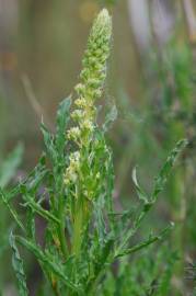 Fotografia da espécie Reseda lutea subesp. lutea