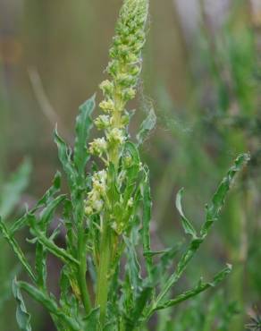 Fotografia 6 da espécie Reseda lutea subesp. lutea no Jardim Botânico UTAD