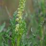 Fotografia 6 da espécie Reseda lutea subesp. lutea do Jardim Botânico UTAD