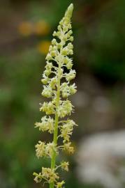 Fotografia da espécie Reseda lutea subesp. lutea