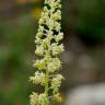 Fotografia 7 da espécie Reseda lutea subesp. lutea do Jardim Botânico UTAD