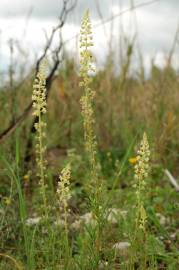 Fotografia da espécie Reseda lutea subesp. lutea