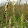 Fotografia 8 da espécie Reseda lutea subesp. lutea do Jardim Botânico UTAD