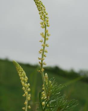 Fotografia 9 da espécie Reseda lutea subesp. lutea no Jardim Botânico UTAD