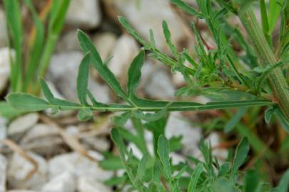 Fotografia da espécie Reseda lutea subesp. lutea