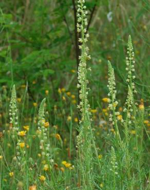 Fotografia 11 da espécie Reseda lutea subesp. lutea no Jardim Botânico UTAD