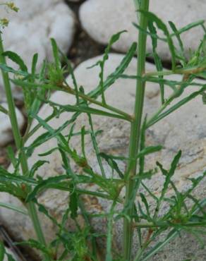 Fotografia 12 da espécie Reseda lutea subesp. lutea no Jardim Botânico UTAD