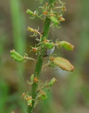 Fotografia 13 da espécie Reseda lutea subesp. lutea no Jardim Botânico UTAD