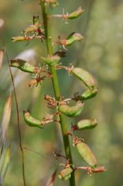 Fotografia da espécie Reseda lutea subesp. lutea