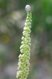 Fotografia da espécie Reseda lutea subesp. lutea