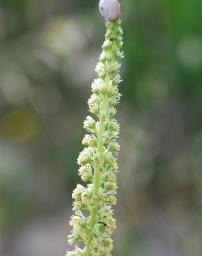 Fotografia 15 da espécie Reseda lutea subesp. lutea no Jardim Botânico UTAD