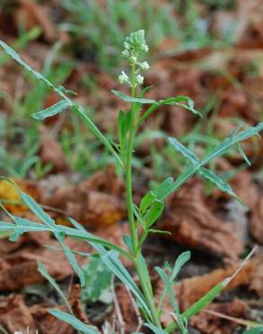 Fotografia 16 da espécie Reseda lutea subesp. lutea no Jardim Botânico UTAD