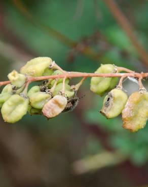 Fotografia 17 da espécie Reseda lutea subesp. lutea no Jardim Botânico UTAD