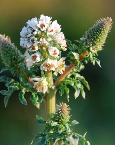 Fotografia de capa Reseda alba subesp. alba - do Jardim Botânico