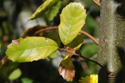 Fotografia da espécie Quercus ilex subesp. ilex