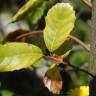 Fotografia 4 da espécie Quercus ilex subesp. ilex do Jardim Botânico UTAD