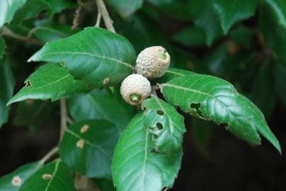 Fotografia da espécie Quercus ilex subesp. ilex