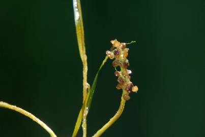 Fotografia da espécie Potamogeton pusillus